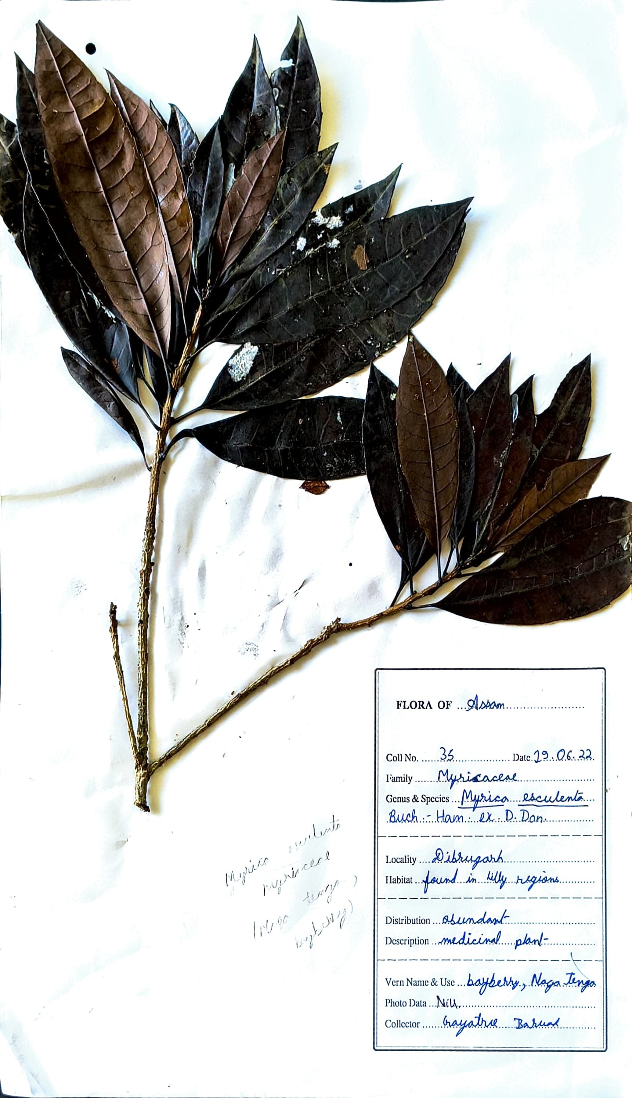 Noga tenga (Ass.) (Herbarium)